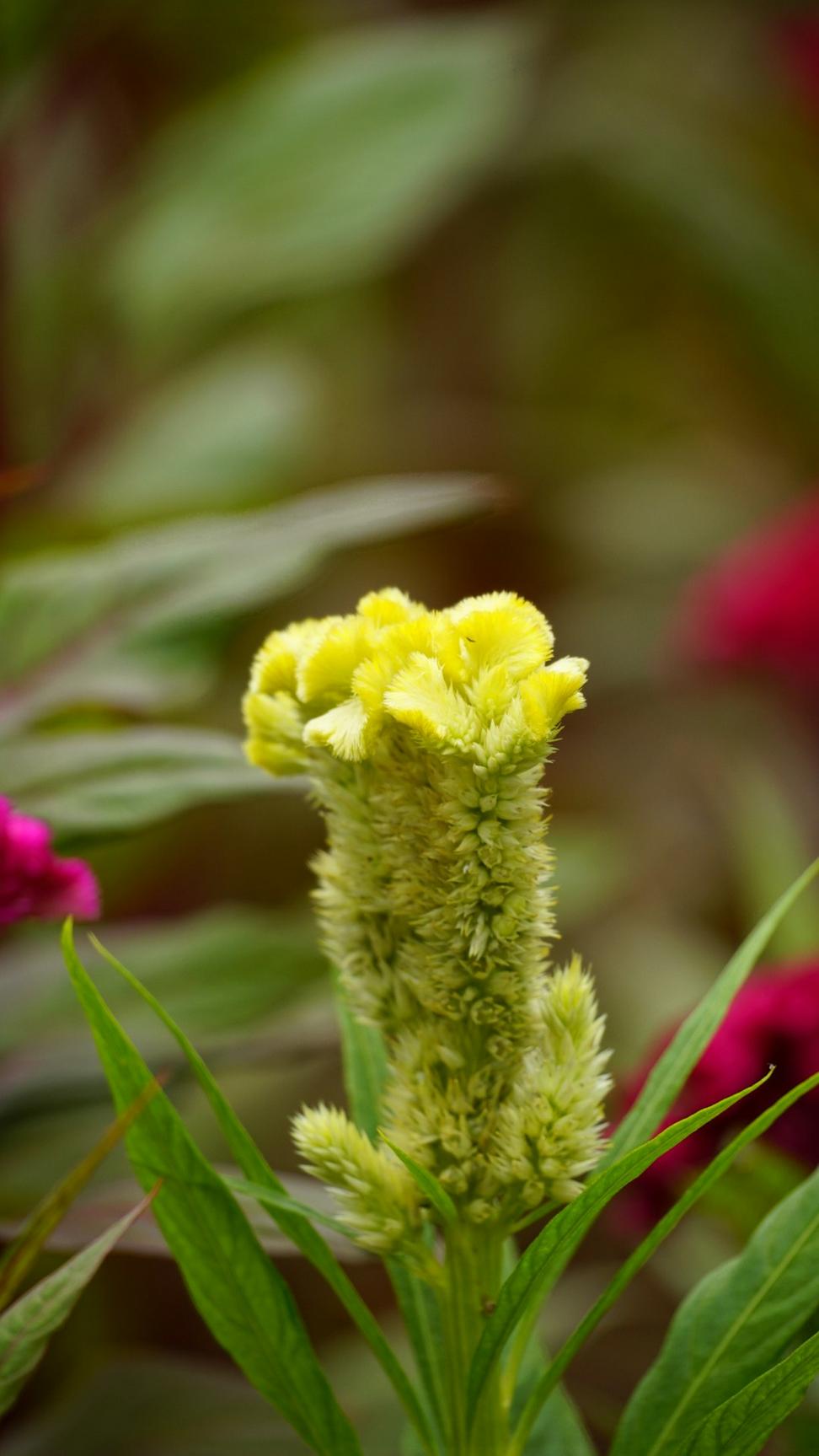 Exotic protea arrangement