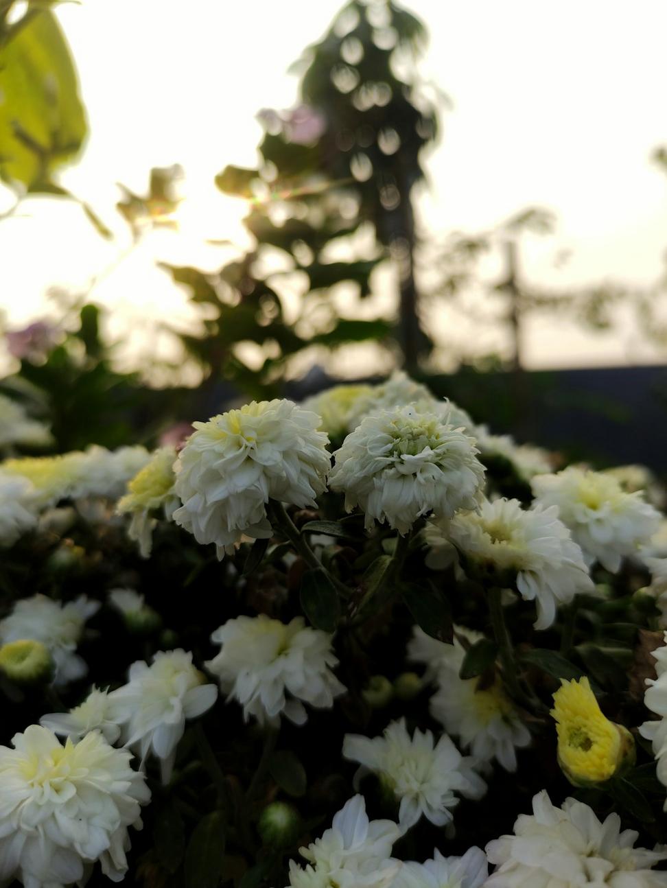 Sympathy Arrangements