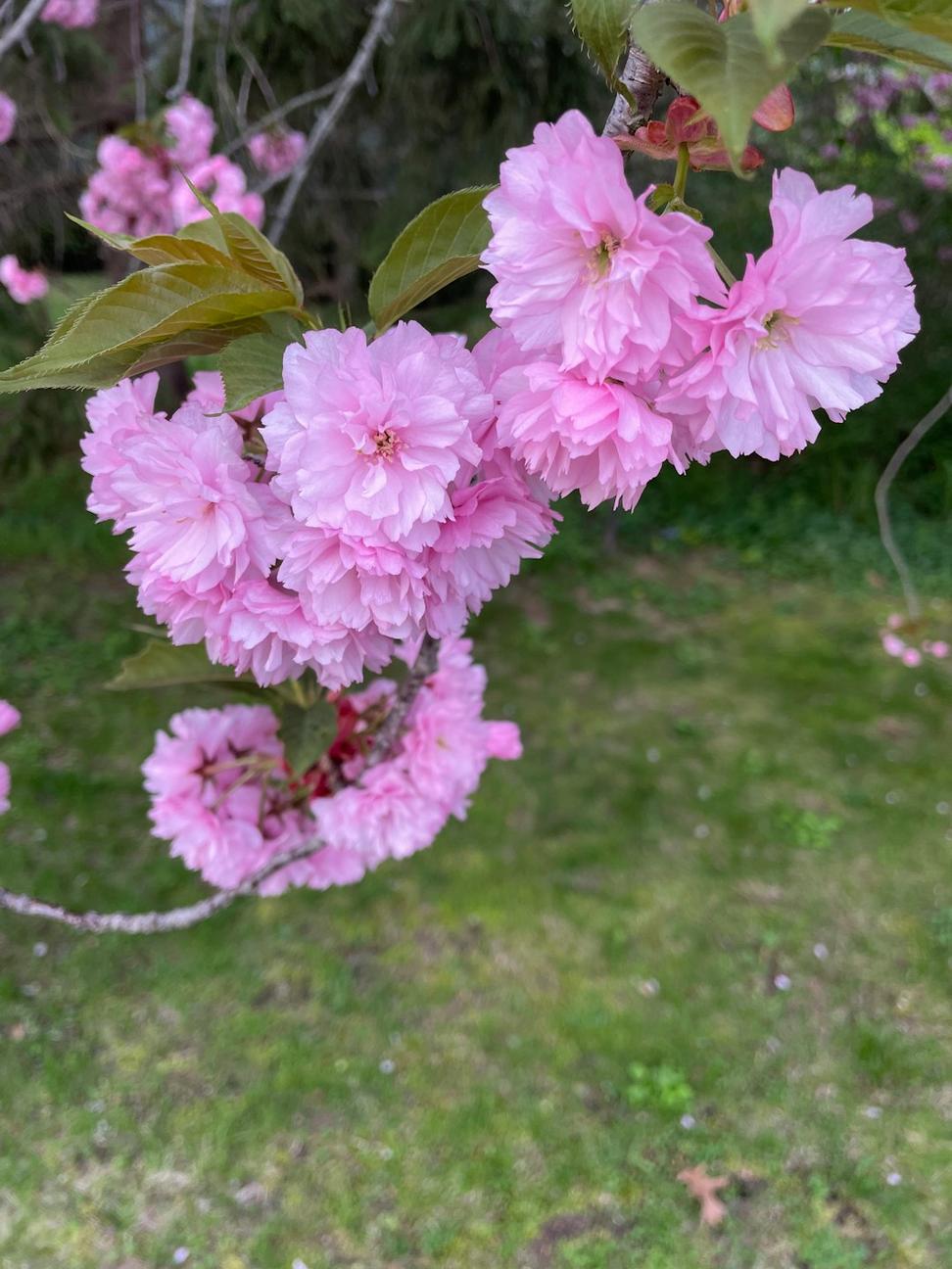 Spring cherry blossoms