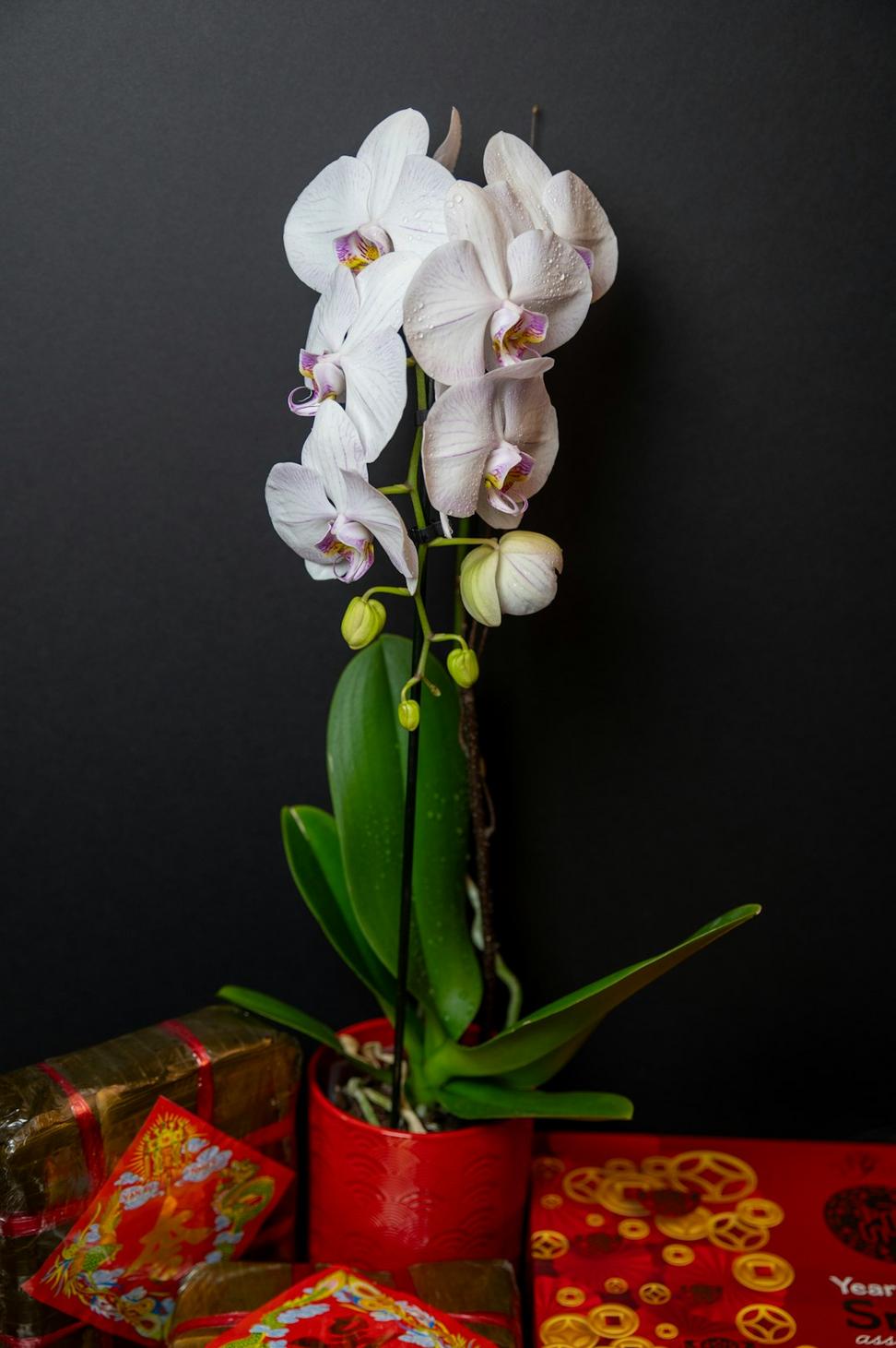 Rare orchid display